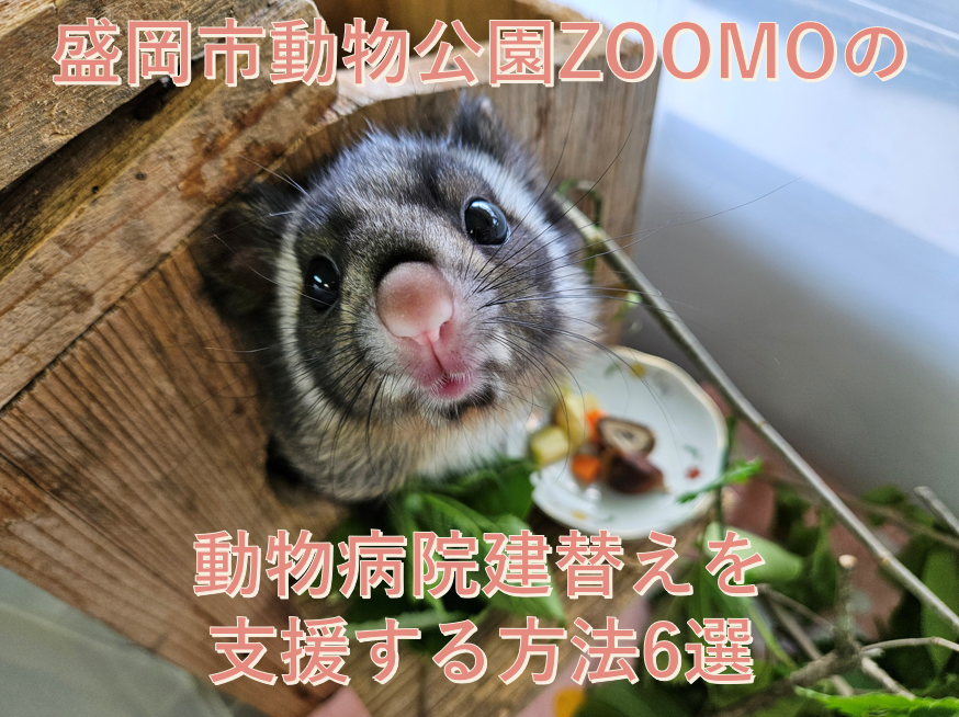 moriokazoo's tweet photo. 【盛岡市動物公園ZOOMOの動物病院建替えを支援する方法6選】
①クラウドファンディング型ふるさと納税
②ふるさと納税
③企業版ふるさと納税
④ZOOMO SHOP -Online-
⑤園内の募金箱
⑥銀行振込
詳しくはこちらをクリック☟ https://t.co/fGOvi67AET https://t.co/uqjlm0mt7Q