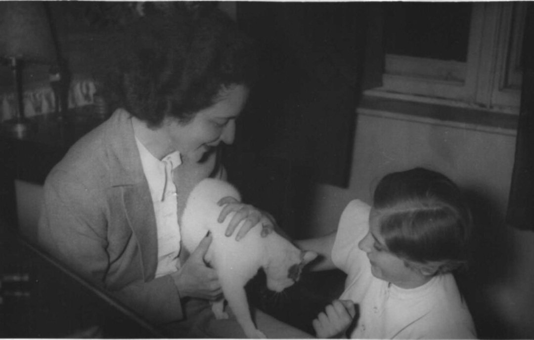 고양이짤 더 남겨줬으면...