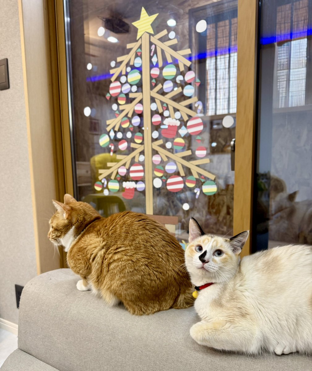 ポポラスと千日紅のPOPなハーフリース* * ラッピング無料 壁掛け インテリア ポポラスとルナリアのハーフリース＊ラッピング無料 プレゼント 一点物