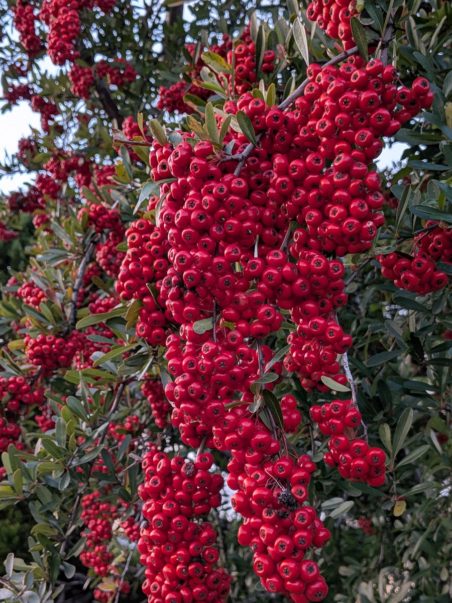 散歩中に
エロじゃないよ
でも　苦手な人は閲覧注意
#集合体