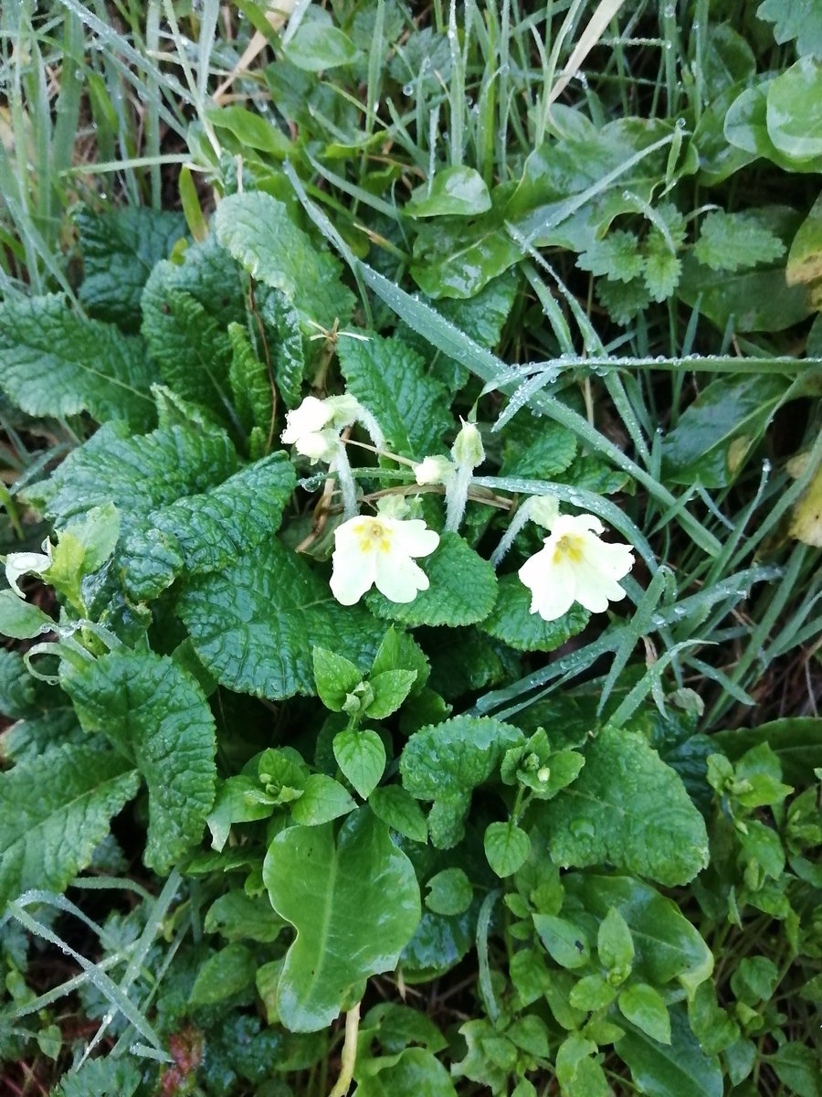Est-ce que le printemps est déjà arrivé ?