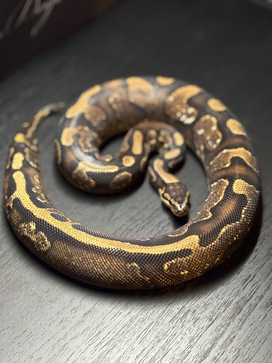 Dnasty0014Y3l's tweet image. #06Shockwave
#YellowBenjamin
#BallPython
#ボールパイソン
#YB
0.1 Suger Gene-x het DG Pied
