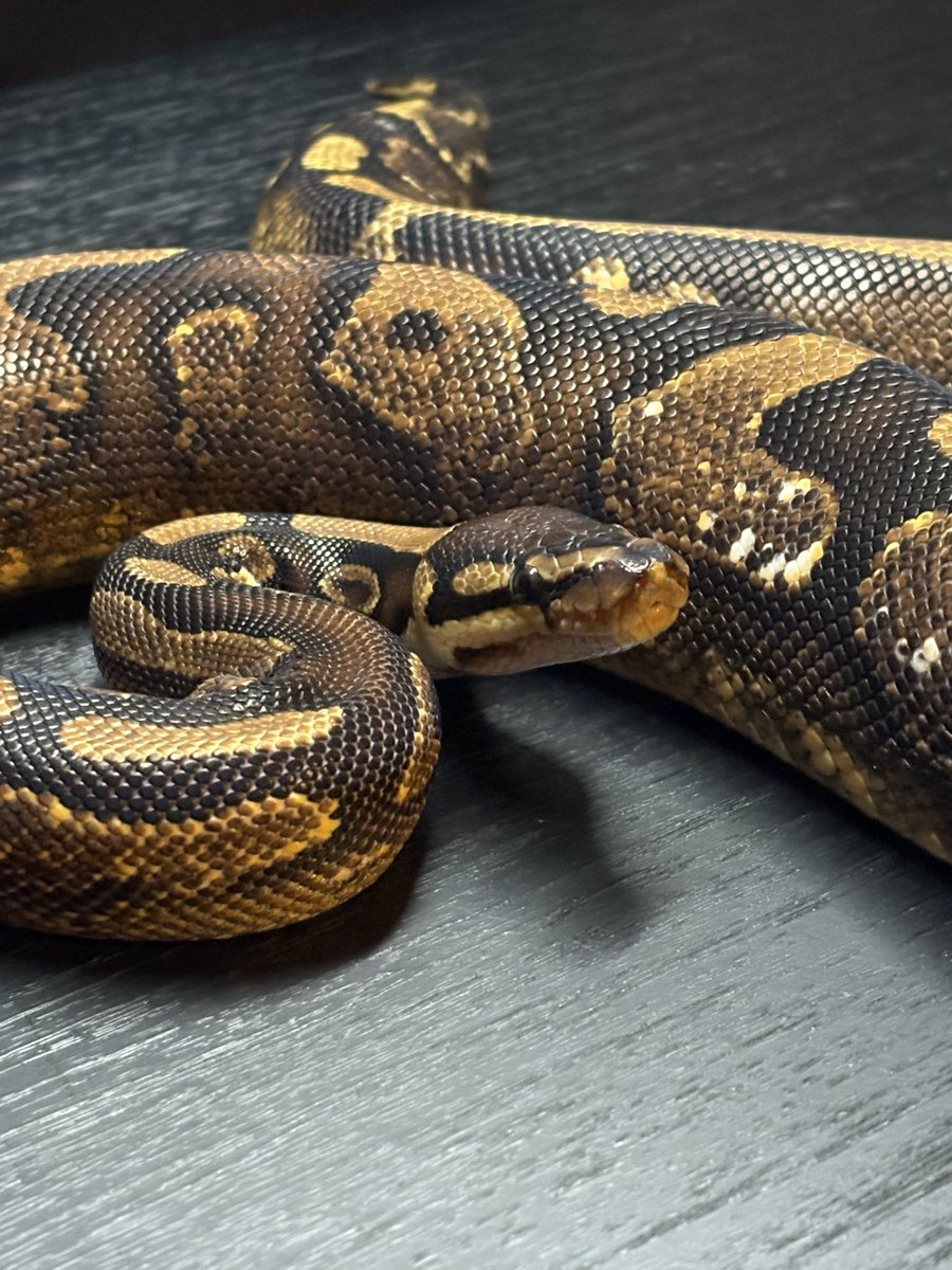 Dnasty0014Y3l's tweet image. #06Shockwave
#YellowBenjamin
#BallPython
#ボールパイソン
#YB
0.1 Suger Gene-x het DG Pied