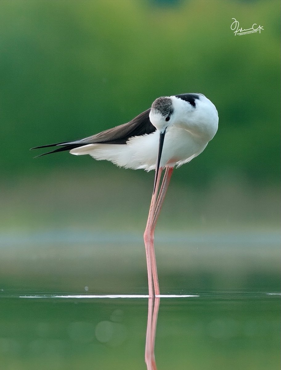 NguyenLy2339's tweet image. Black-winged stilt
#birds #birdstagram #birdphoto #birds_adored #birds_nature