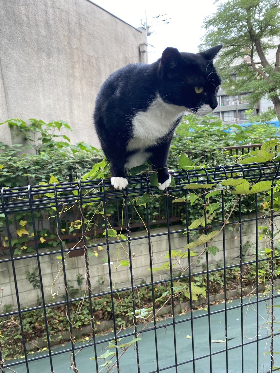 ニャン太郎 にゃん太郎 (@nyannyan__taro) / Posts / X