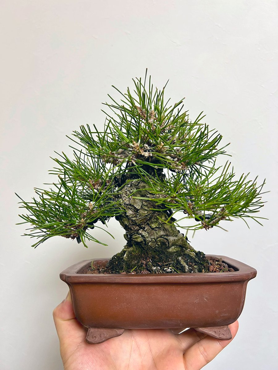 bonsai