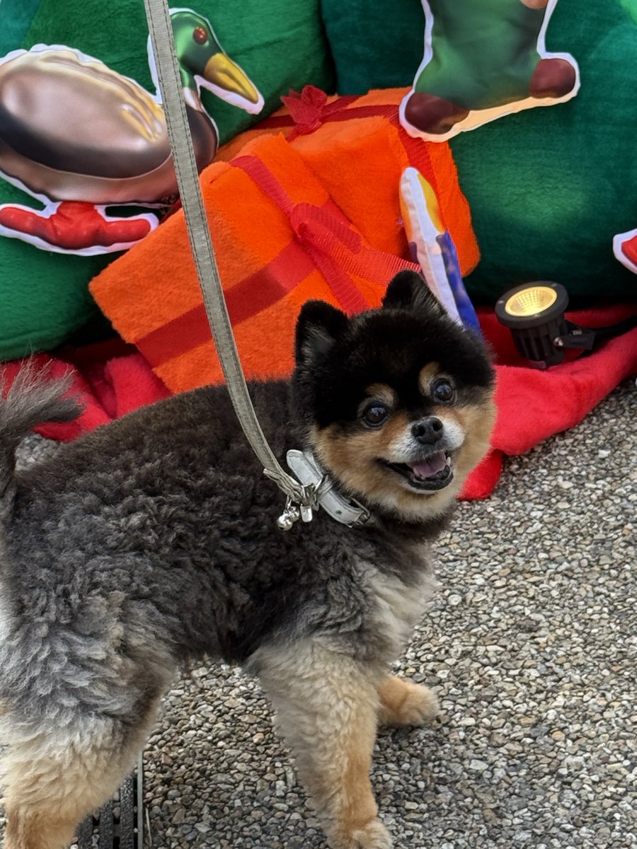 たろ吉(メスのポメ)の飼い主 (@kyabetubatake) / Posts / X