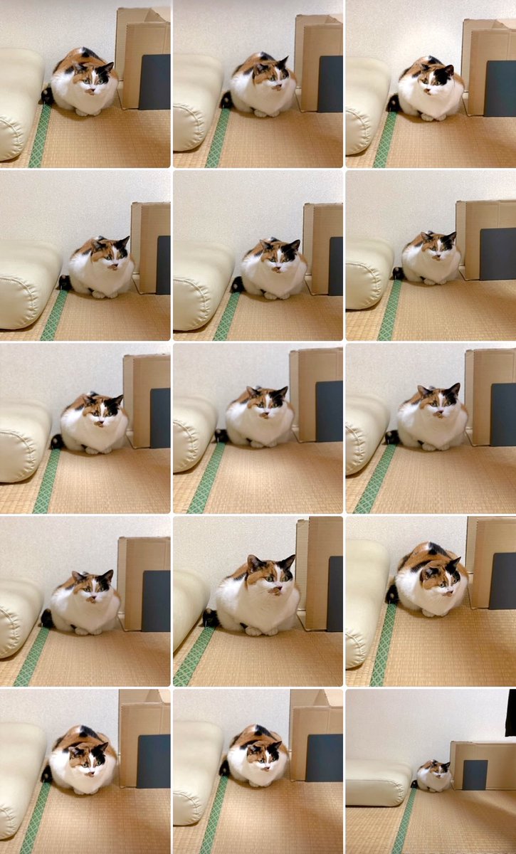 にゃんころもち (@sakura_nyancolo) / Posts / X