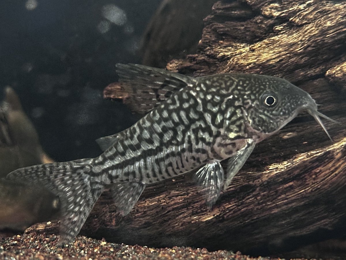 ビッグパンタナルエンシスと良ソダリス😏