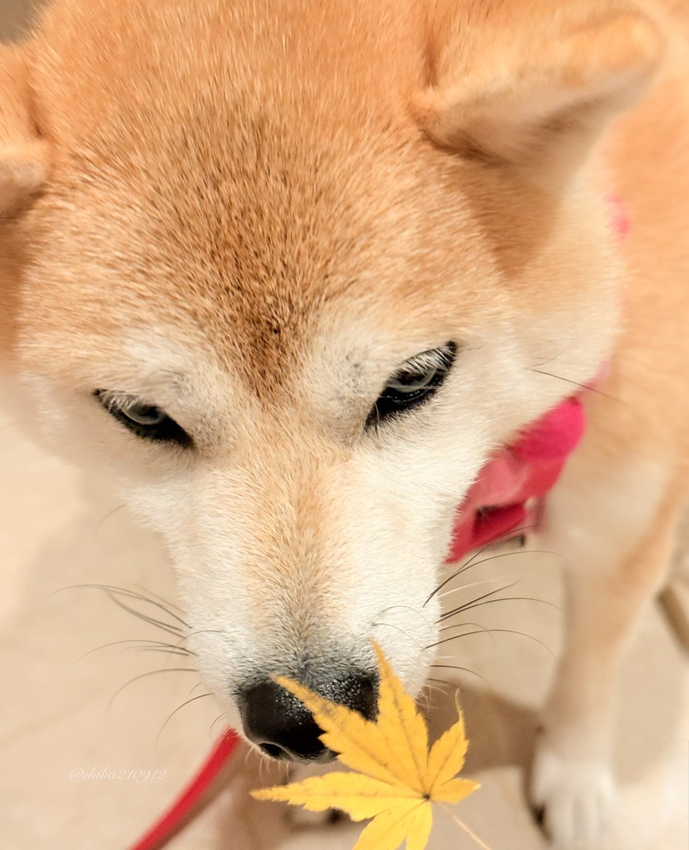 柴犬もも (@shiba210912) / Posts / X