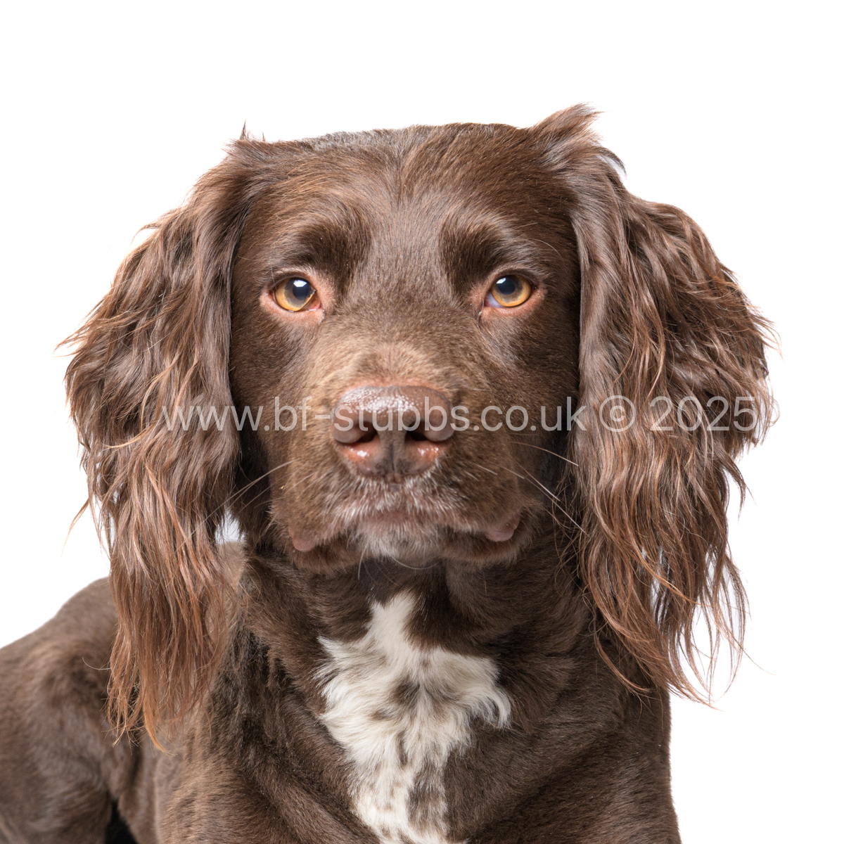 BF_Stubbs's tweet photo. A portrait session before Christmas.  Winston, a cockerpoo, who bounces around 99% of the time.  He was a good boy and let me take these shots.
Wishing you all a wonderful Christmas and Happy New Year.
#dogphotography #dogphotographer #sportsphotography #dogportrait #studiophoto https://t.co/urgb2bGZRv