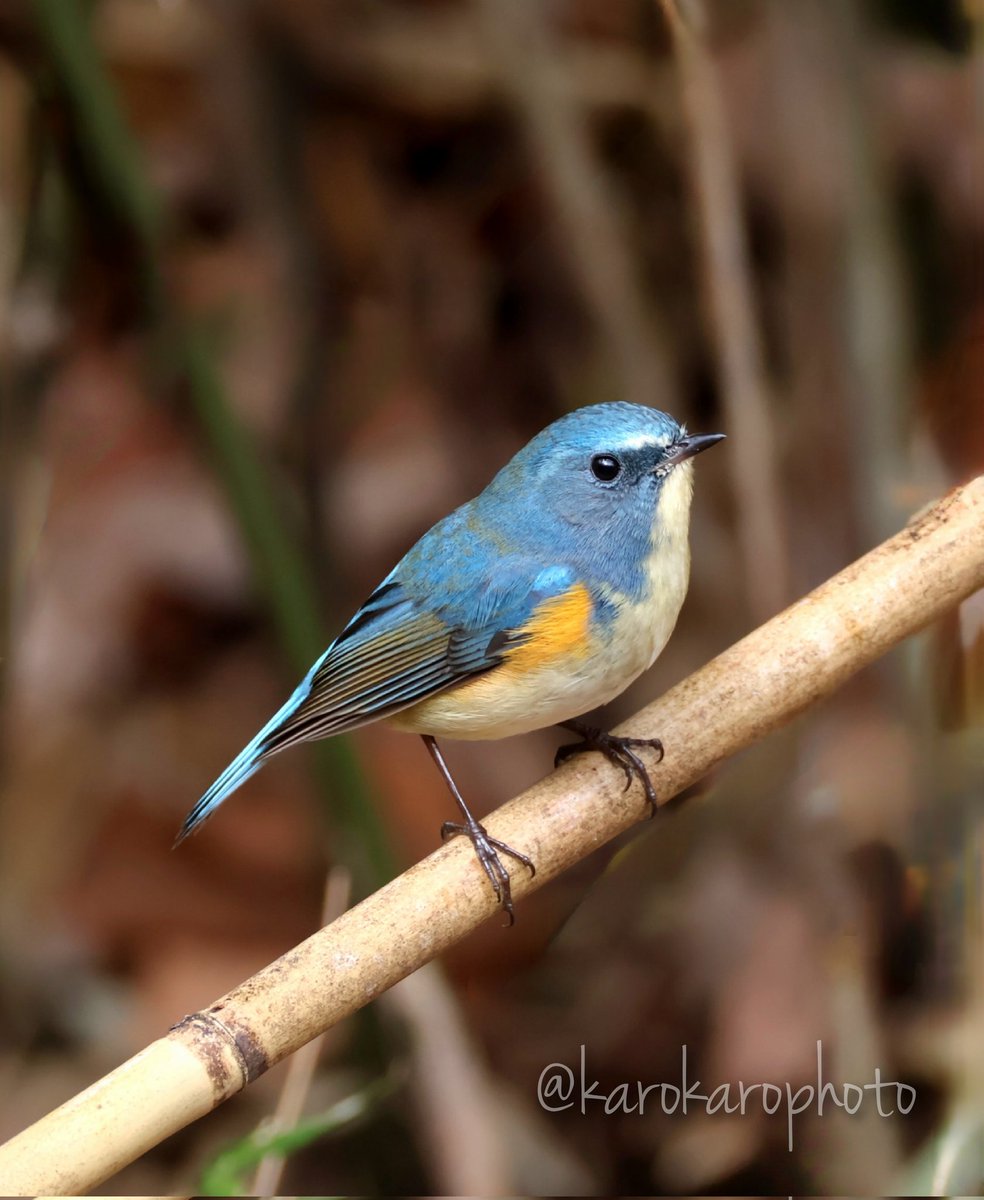 1時間ほど時間取れたので小雨の中探鳥。ルリくんが近くに来てくれました😊

#ルリビタキ #Redflankedbluetail
#野鳥 #野鳥撮影 #wildbird 
#wildbirdphotography