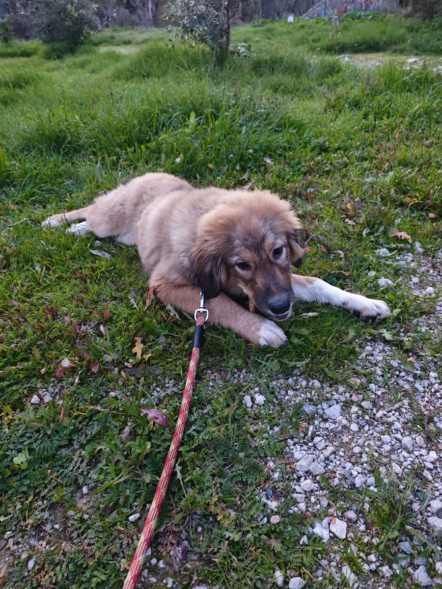 Συνεχίζουμε τις προσπάθειες για την Πεπιτα ❤️