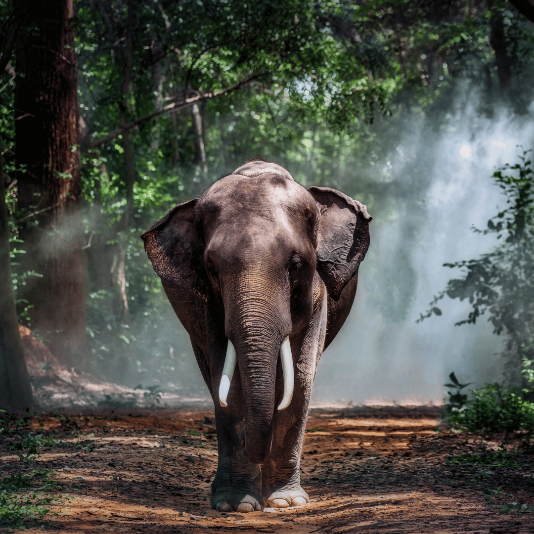 Elephant Family tweet media