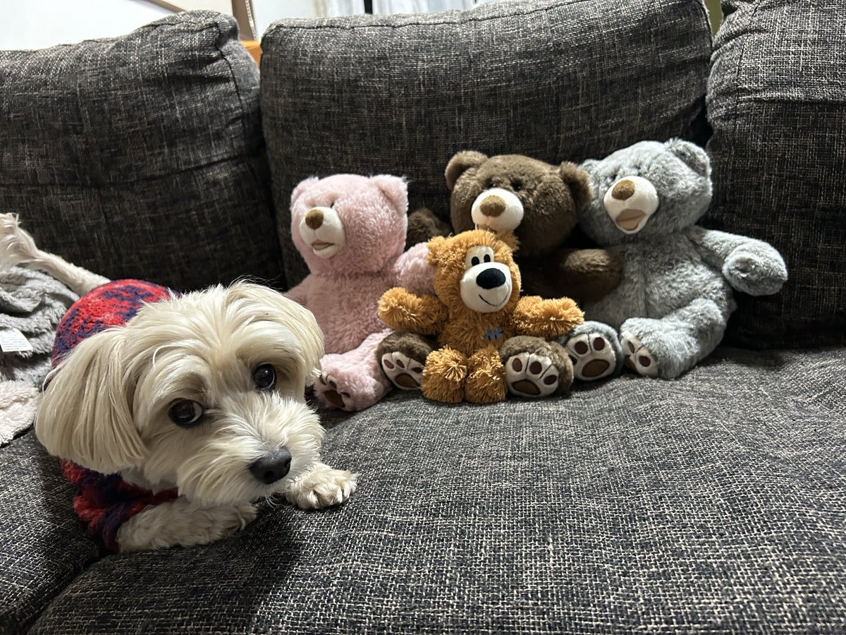 hi2steddy's tweet photo. テディー🐶がおきゃわすぎてし〜ぬぅ♡ https://t.co/oQVu9i7oeD