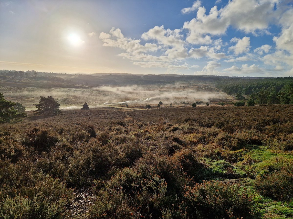 Lovely morning walk with the dogs on Hankley Common