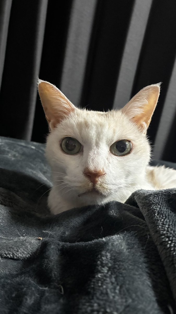 いぬい (@_inui_) / Posts / X