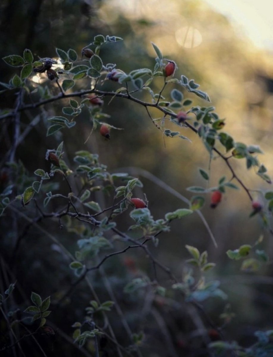 “Among my stillness was a pounding heart.”

- Shannon A. Thompson