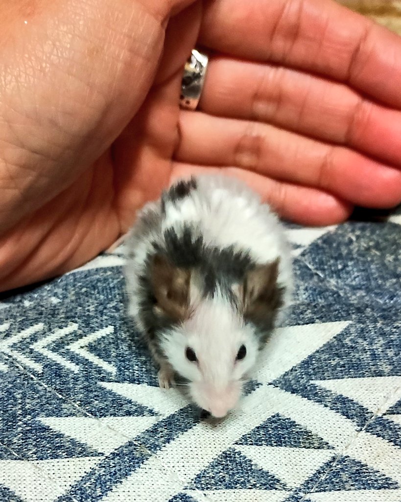 ねずみのおばちゃま (@udeco25) / Posts / X