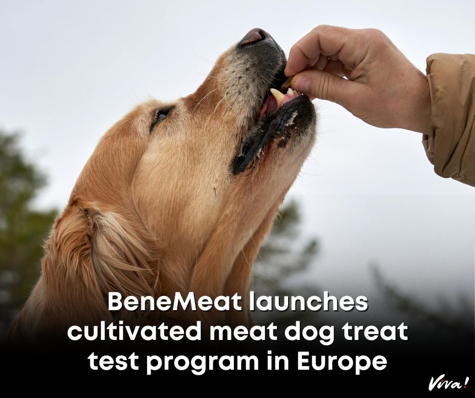 vivacampaigns's tweet photo. Lab-grown meat for pet food could save millions of farmed animals’ lives AND the treats can be formulated for optimum nutrition.
 
Feeding our pets shouldn’t cost other animals their lives.

Lab-grown meat could be part of the solution. 🙏  #labmeat #cultivatedmeat https://t.co/h1KETg3S1T