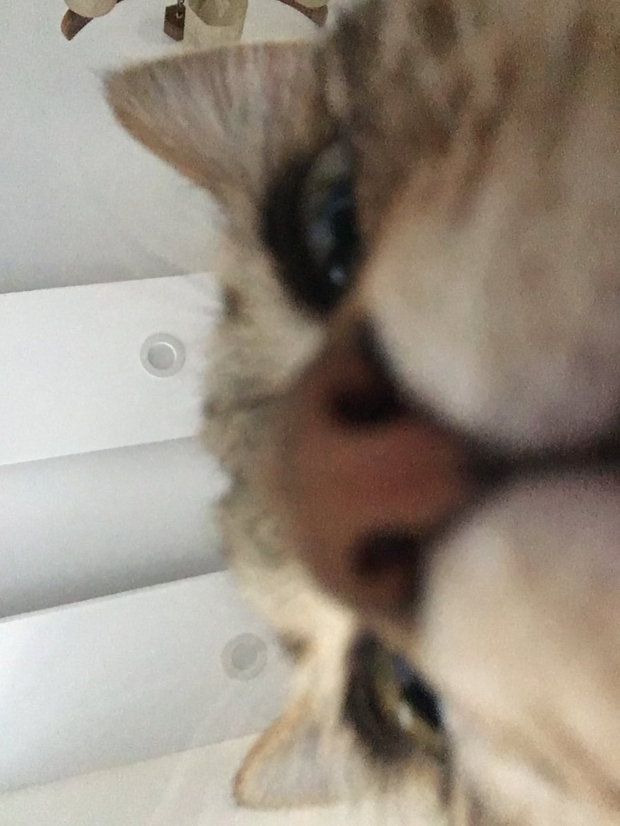 AAscoco's tweet image. سلام بچه ها 
فلفل هستم