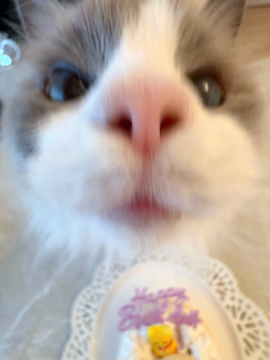 アクア4歳🐱🎂🎉🩵