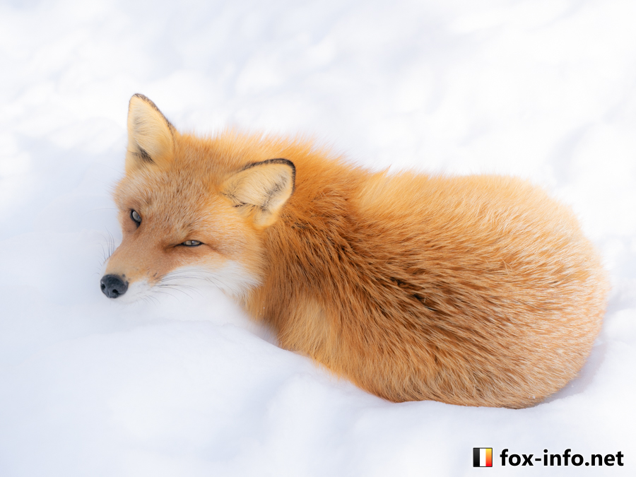 キツネ写真館@C107コミケ12/31(水)西2あ73ab (@fox_info_net) / Posts / X