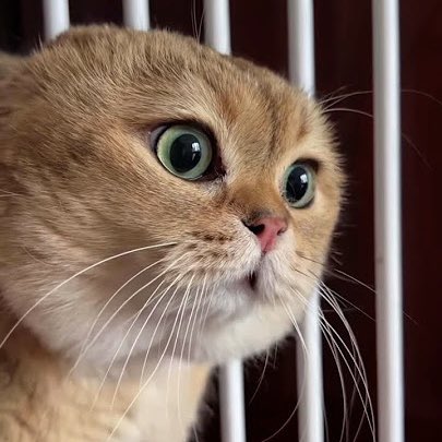 猫ミーム イケメンパラダイスで楽しむ猫ミーム | TikTok