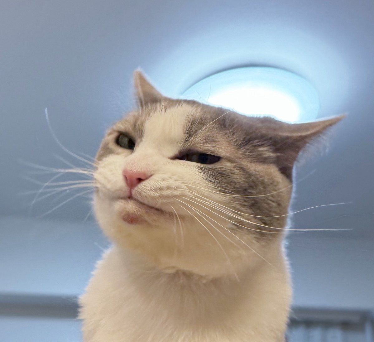 7nfxwoi3F8lSqHU's tweet image. 流し目ふふん