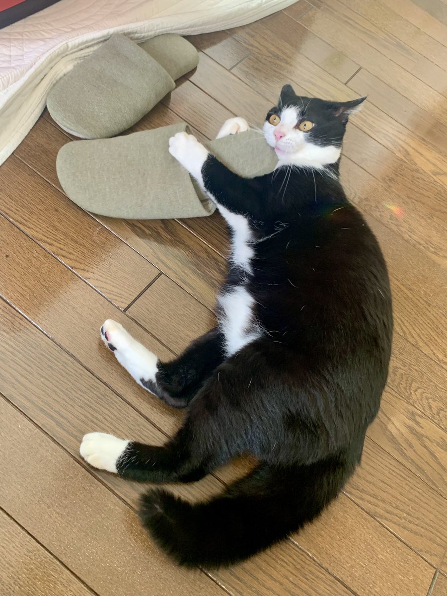 カツオ@ハチワレ (@katsuo779) / Posts / X