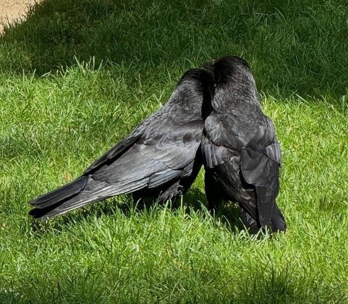 Raven (learning arc) tweet media