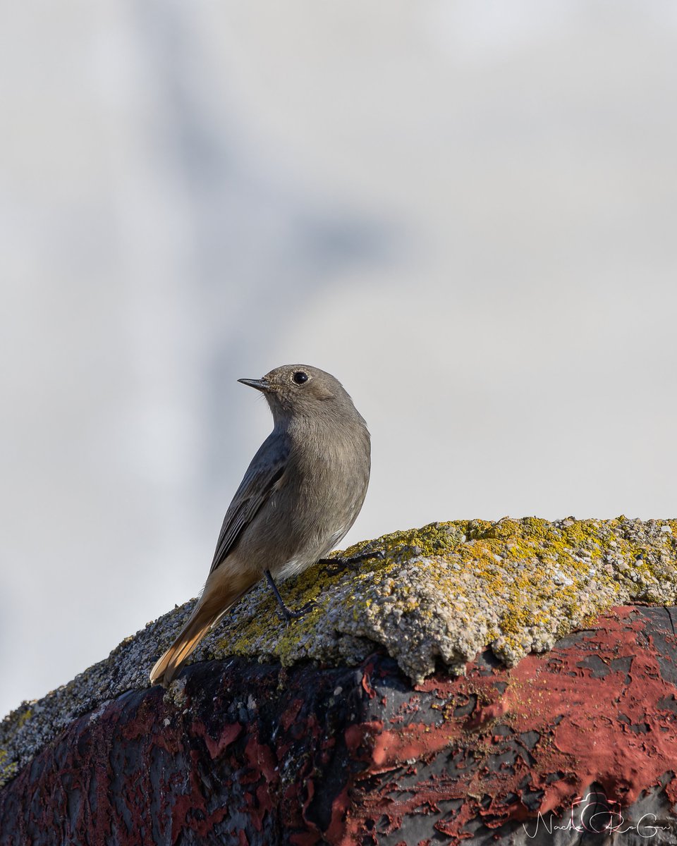 Colirrojo tizón (Phoenicurus ochruros).