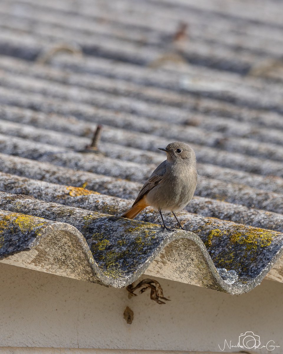 Colirrojo tizón (Phoenicurus ochruros).