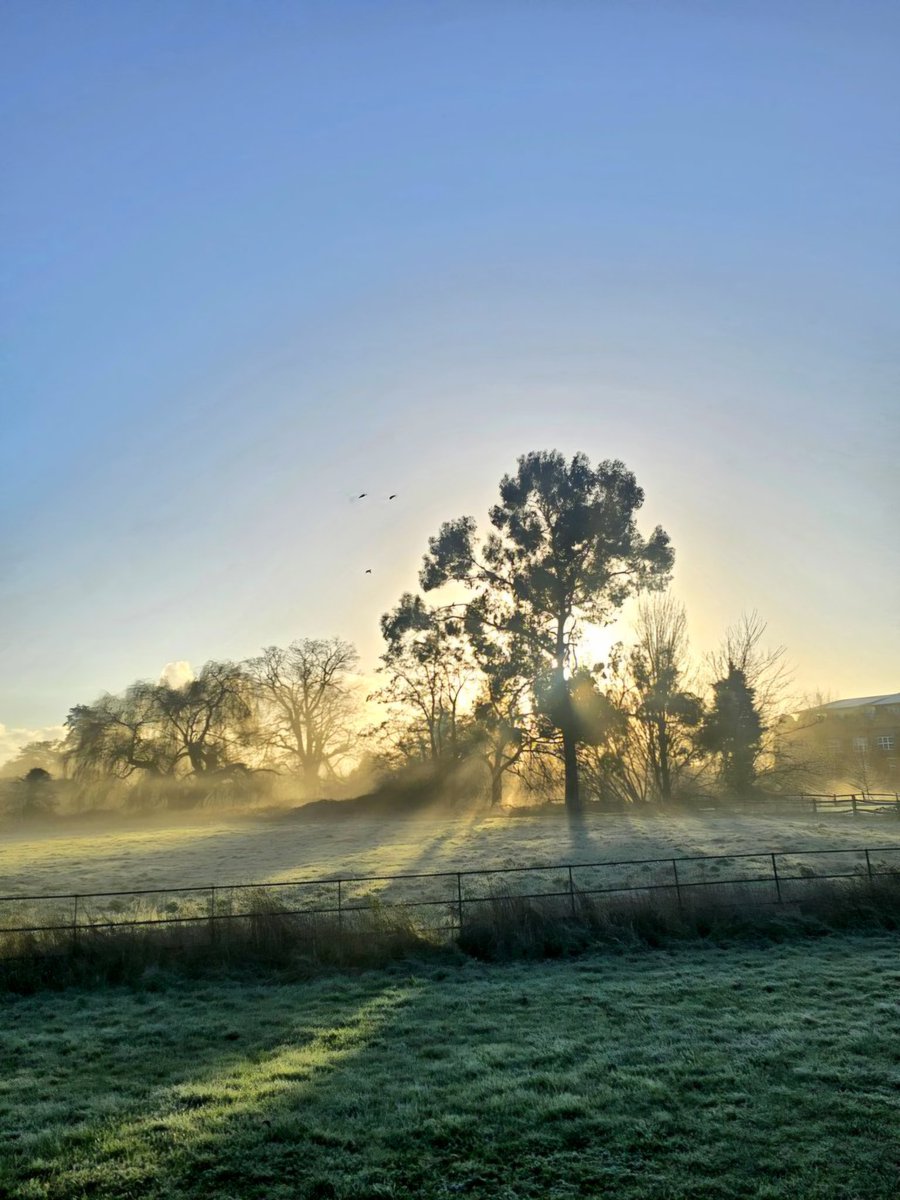 annaJones980's tweet image. A frosty morning wrapped in mist  quiet, cold, and full of magic.✨️

#TreeClub 🌳