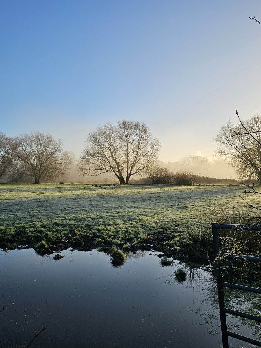 annaJones980's tweet image. A frosty morning wrapped in mist  quiet, cold, and full of magic.✨️

#TreeClub 🌳