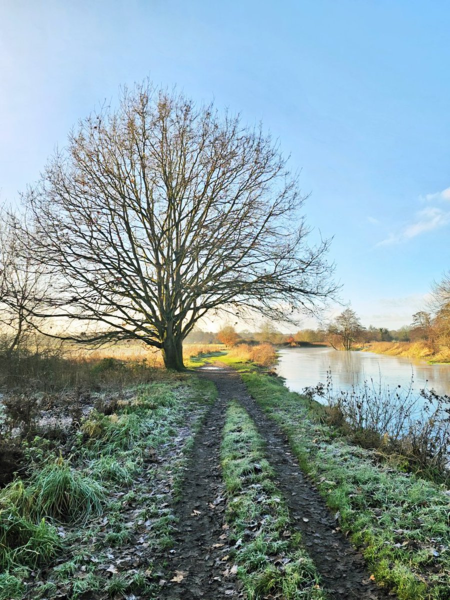 annaJones980's tweet image. A frosty morning wrapped in mist  quiet, cold, and full of magic.✨️

#TreeClub 🌳