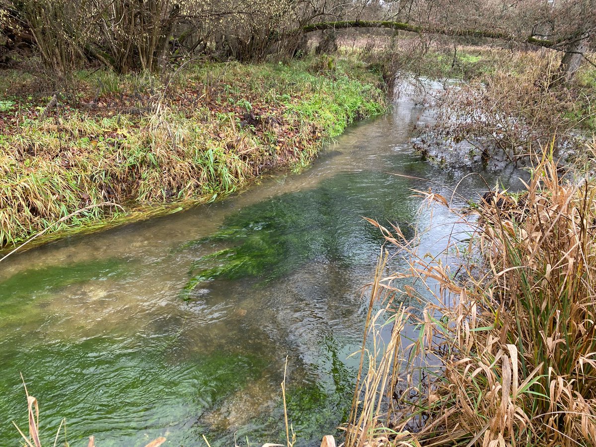 5 Redds spotted earier this week on the Pang and plenty of fish about too!  This stretch of important chalk stream was flowing well, which is what wild brown trout need to ensured the eggs they lay are well oxygenated and develop.
Thanks to our citizen scientist redd spotters.