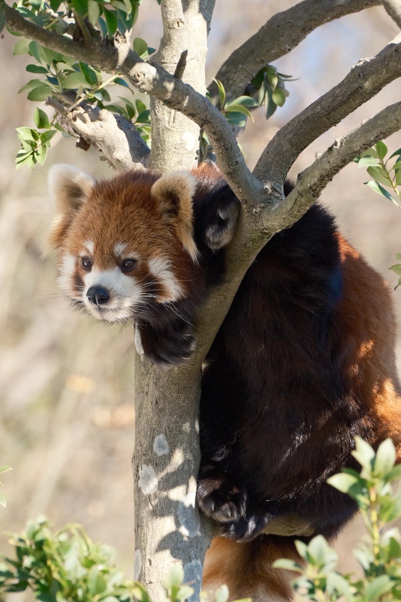 X-T5 XF70-300 ノスタルジックネガ #富士フィルム #レッサーパンダ