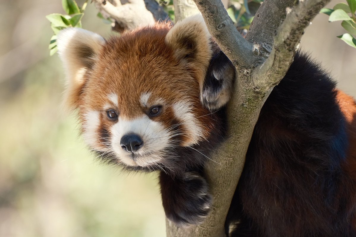 X-T5 XF70-300 ノスタルジックネガ #富士フィルム #レッサーパンダ