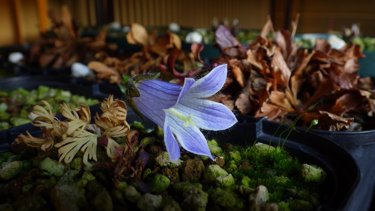 チシマギキョウ『色丹桔梗』 色丹島斜古丹山産
シコタンギキョウが何故か休眠前につくった花芽が開花。