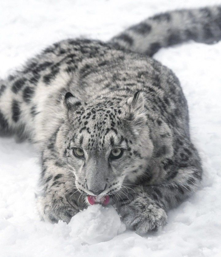 woofgonecrazy's tweet image. lets lick the snow . don't turn it to yellow snow please i don't want that .