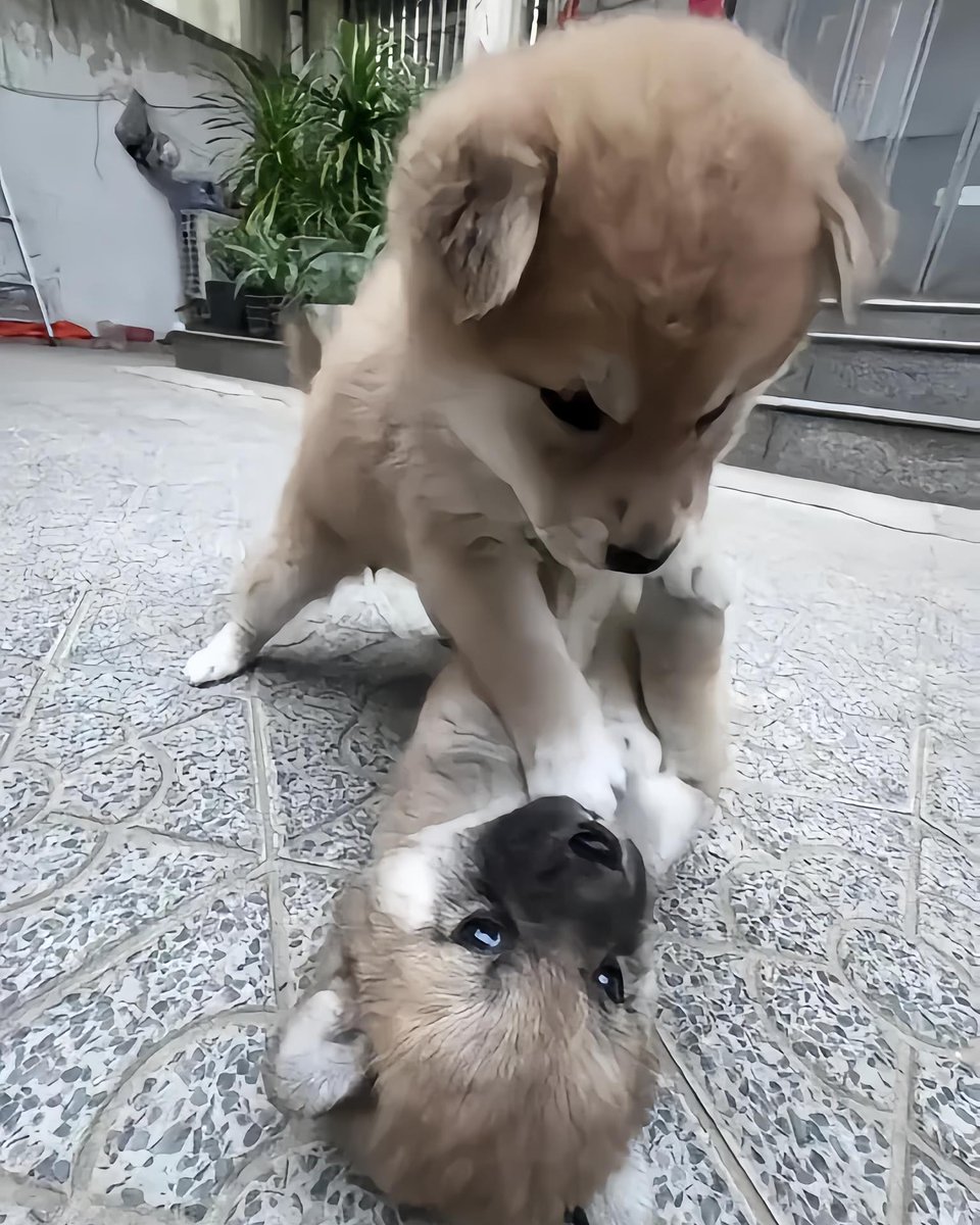 dogs so cute that could save the world (@dogssaveworld) on Twitter photo 