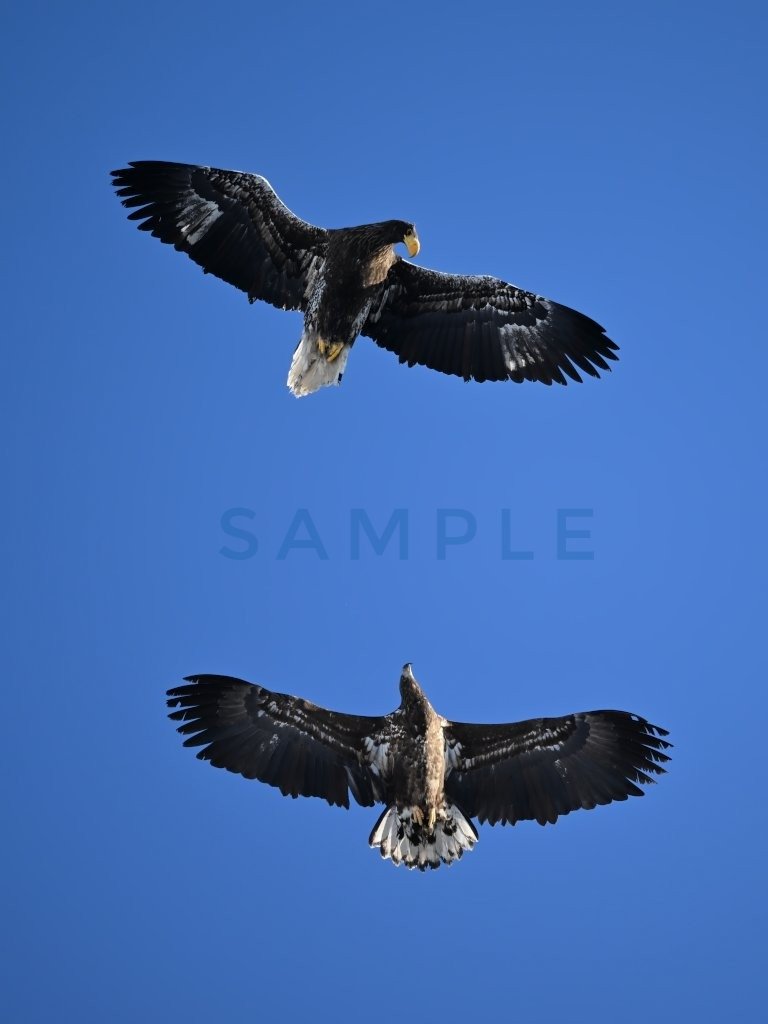 すみれ (@330smile330) / Posts / X