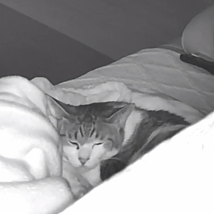 담요에서 자네
세모고영