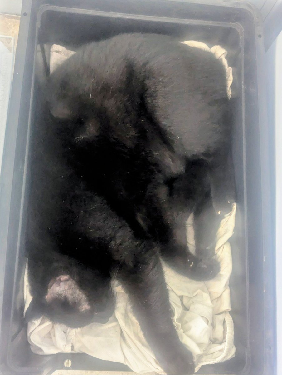 אל תעשה כל מלאכה (בשבת)....

#שבתול #להחמיד_את_הפיד #פידחתולים