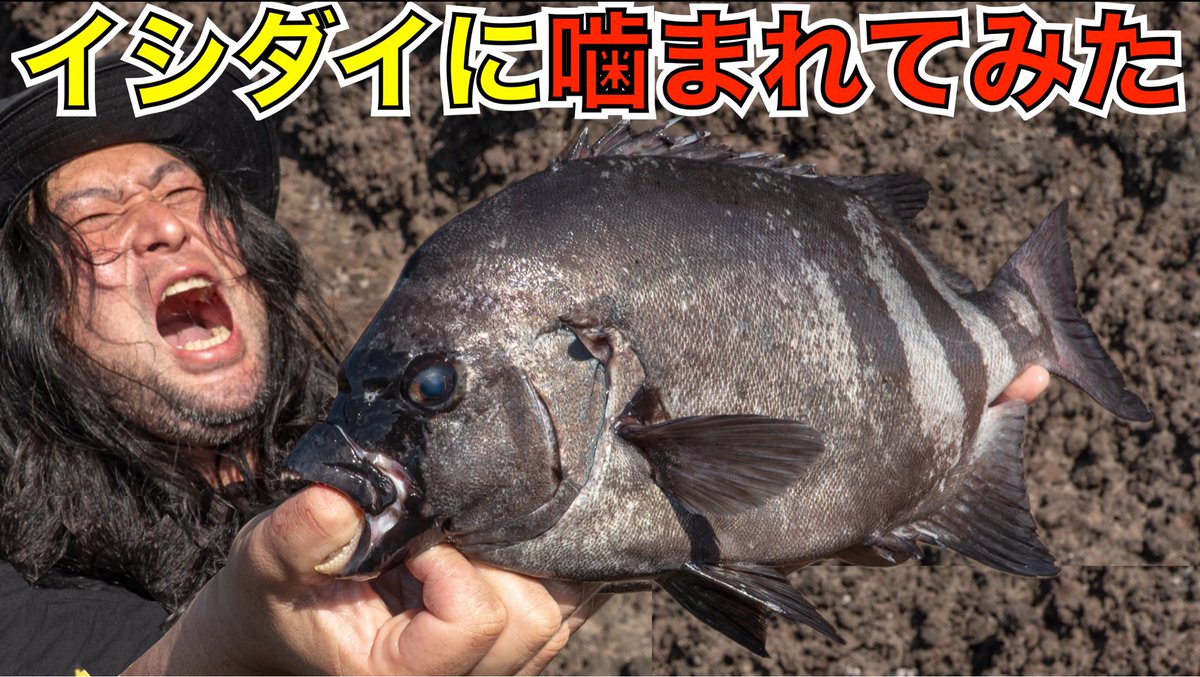 イシダイの牙 久しぶりにYouTubeを更新しました 硬いウニや貝を噛み砕く魚「イシダイ