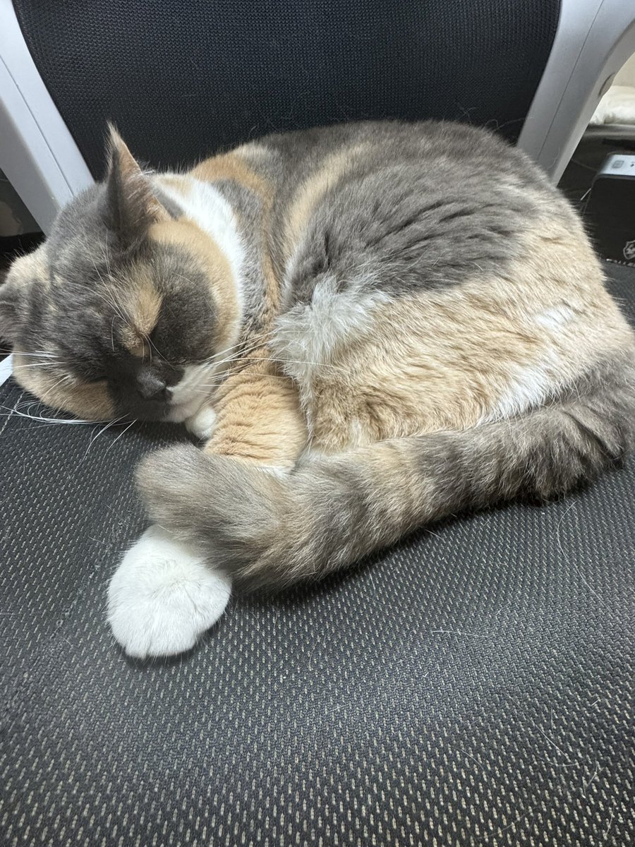 Evil creature occupies chair so I can’t use the PC