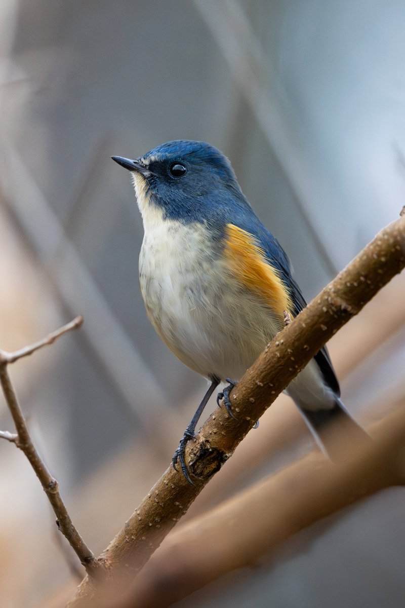 到着3分後に出てきてくれたルリビタキ。
ジョビ子との縄張り争いは劣勢のようでした🥹

#ルリビタキ