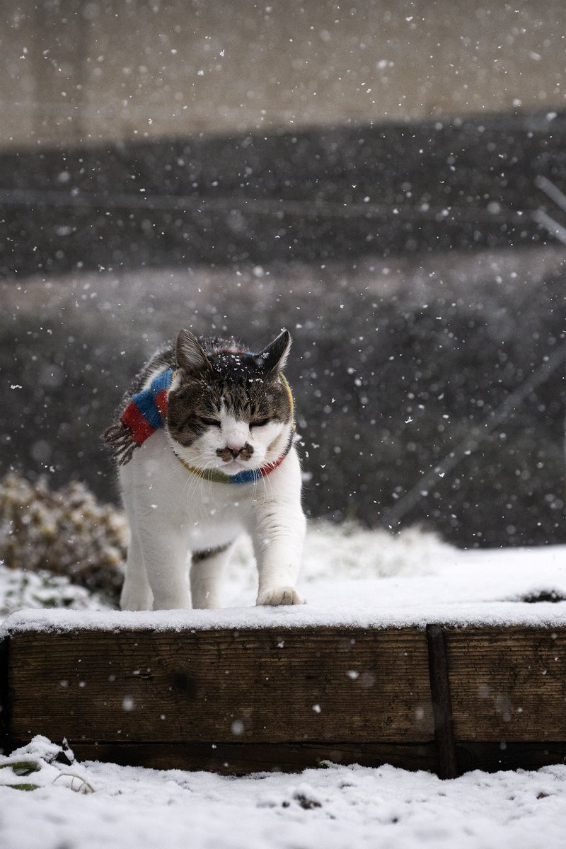 小樽のボス猫ケンジ