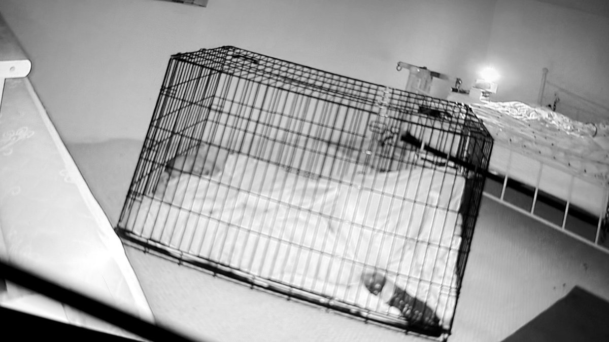Reine_vic's tweet photo. Désobéissance et moquerie ? Impardonnable.
Sentence : couche jour et nuit dans une cage pour chien. Fouet sans pitié jusqu’à ce que tu supplies.
Enfermé comme un animal. Fouetté et sale.
À moi.
#Domina #Cage #Fouet #Punition #BDSM https://t.co/wfUrD10uPx